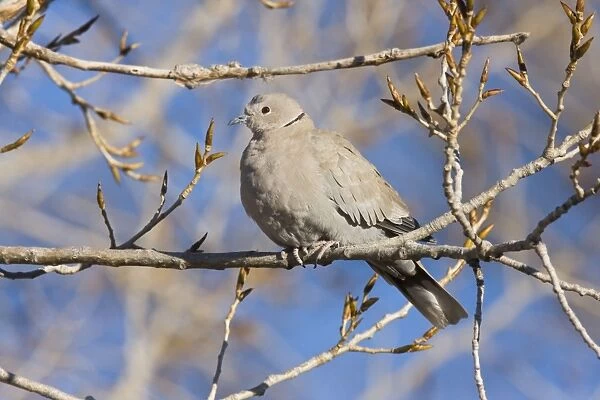 Eurasian Collared-Dove - in winter. New Mexico in January