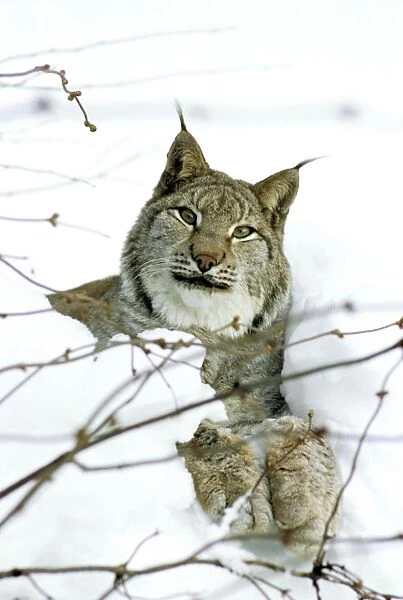 Eurasian Lynx - In snow - Jura Mountains - Eastern France JFL00010