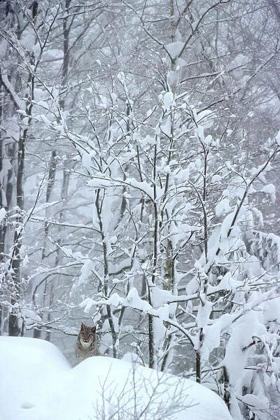 Eurasian Lynx - In snow - Jura Mountains - Eastern France JFL00005