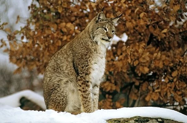 Eurasian Lynx - In snow - Jura Mountains - eastern France JFL00236