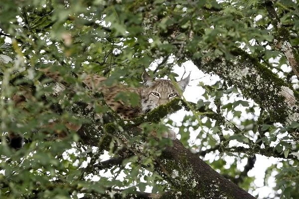 Eurasian Lynx in a tree