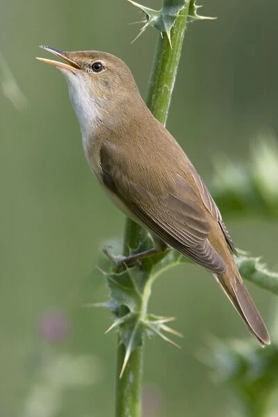Eurasian Reed Warbler - singing
