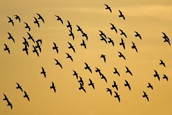 European Golden Plovers. Flock silhouette against morning sky at sunrise. Cleveland. UK