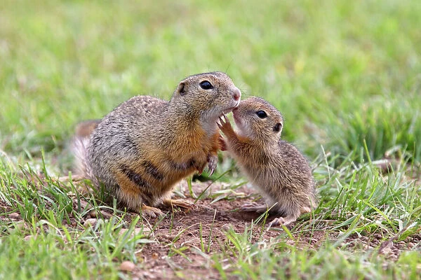 European Ground Squirrel  /  Souslik - mother with young - Austria
