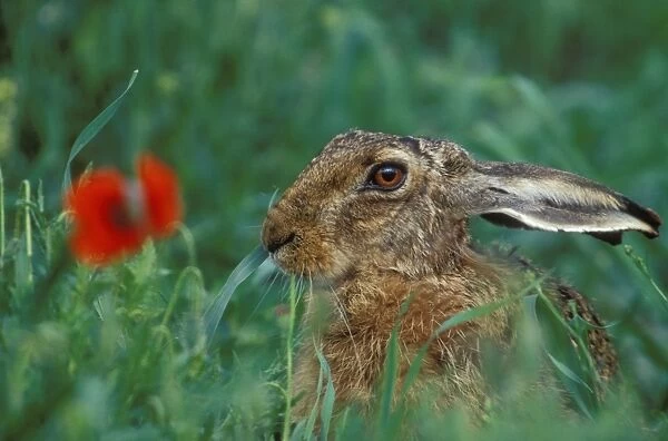 European Hare With poppy flower