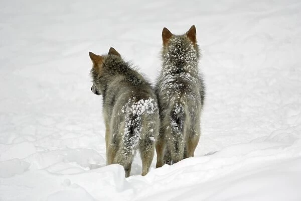 European Wolf - 2 young animals from behind standing in snow, winter Bavaria, Germany