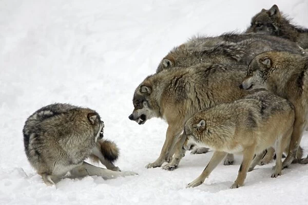 European Wolf - pack showing aggresssion towards rank weakest animal Bavaria, Germany