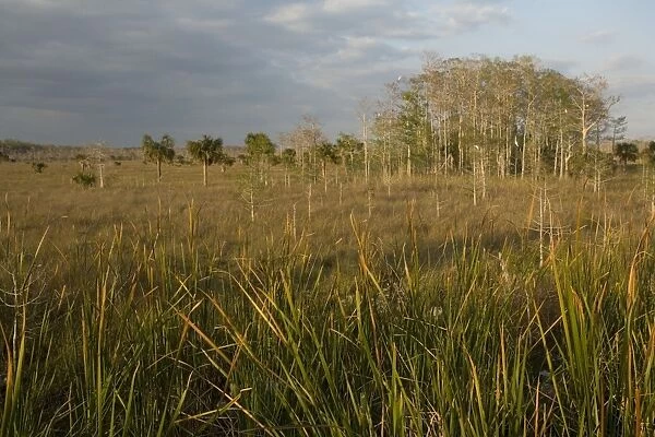 Everglades view, with swamp cypress, cabbage palm, and egrets, in Big Cypress National Preserve, USA