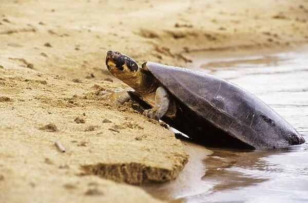 Expansa Turtle - sun basking prior to nesting Amazonia Brazil
