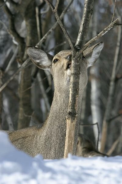 Ezo's Sika Deer - stripping bark to eat. Hokkaido, Japan