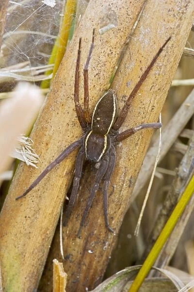 Fen Raft Spider - Endangered Species - England - UK - Extremely vulnerable due to lack of suitable habitation - Essentially aquatiac requiring lowland-wetland and fen areas for survival - Only a few known populations in the UK