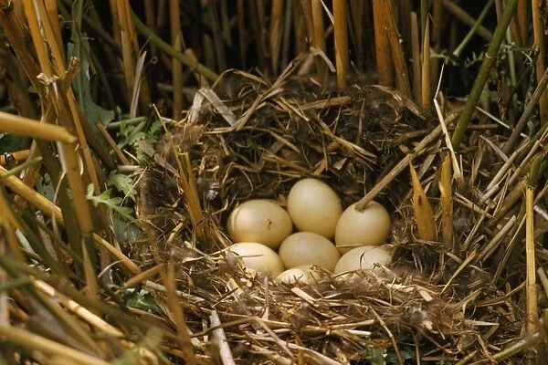 Ferruginous Duck - nest and eggs