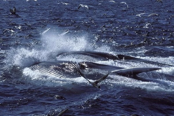 Fin whale - Two whales feeding on a school of herring. Fish are escaping, jumping in the air; seabirds (Gulls and Shearwaters) are trying to catch fish. Both whales are turned on their right side; the throat pleats are distended