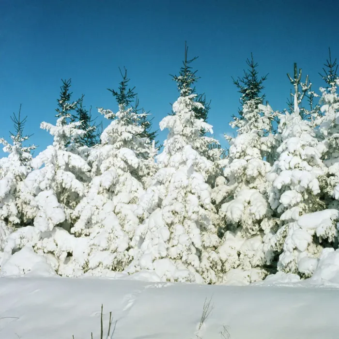 Framed Print : Winter Fir Trees Print Framed Print : Winter Fir Trees Print