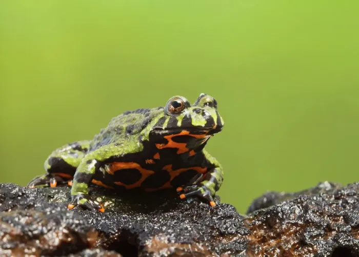 Framed Print : Fire Bellied Toad Print - Red Underside Framed Print : Fire Bellied Toad Print - Red Underside