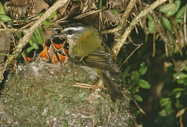 Firecrest RTS 916 At nest with chicks Regulus ignicapillus © Robert T. Smith  /  ardea. com
