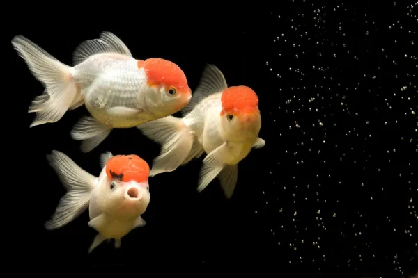 Fish - goldfish - black background