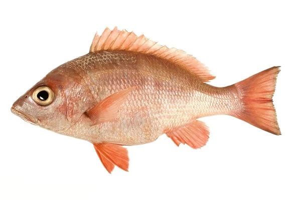 Fish - Red Snapper in studio