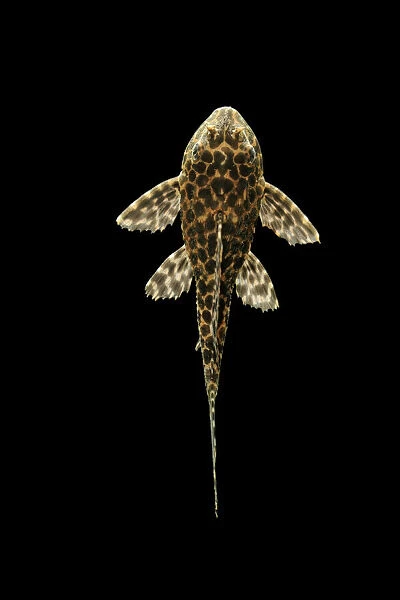 Fish - Spotted Sailfin Pleco