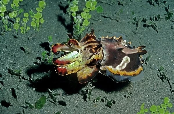 Flamboyant Cuttlefish - Hunting at dusk for small crustations over dark volcanic sand Milne Bay, Papua New Guinea