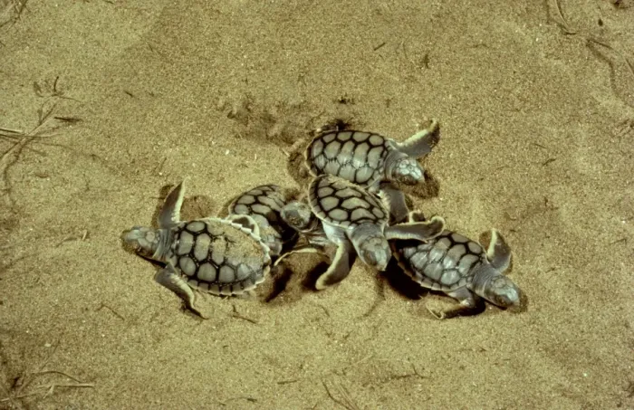 Framed Print : Flatback Turtle Hatchlings Emerging at Night Print Framed Print : Flatback Turtle Hatchlings Emerging at Night Print