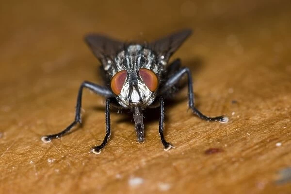 Flesh Fly, feeding on fruit juice spilt on table and showing extended proboscis. Breed in carrion and decaying vegetable matter. Grahamstown, Eastern Cape, South Africa