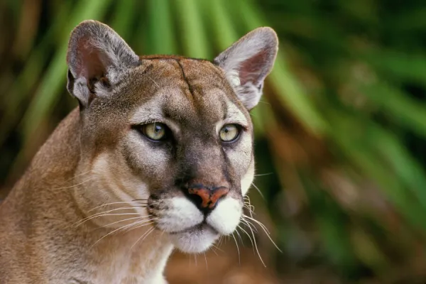 Florida Cougar  /  Mountain Lion  /  Puma. Florida - USA. endangered species. Also known as the Florida Panther. MR1044