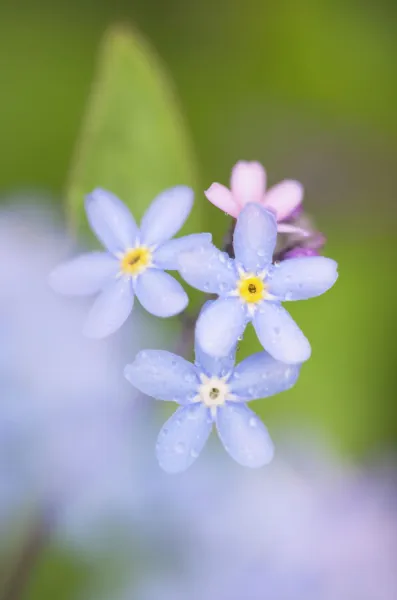 Forget-me-Not Flowers Norfolk UK