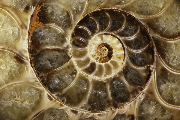 Fossil ammonite. CAN-3850. Fossil ammonite