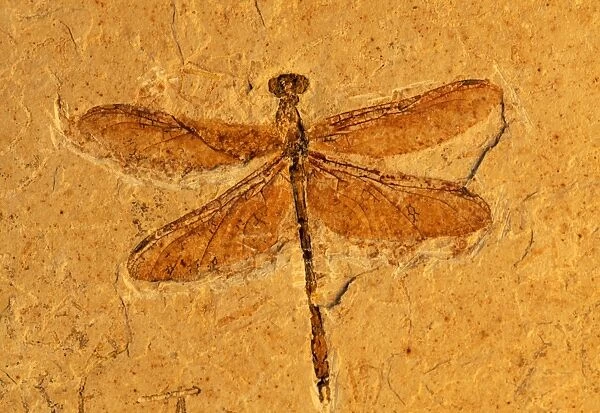 Fossil - Dragonfly Early cretaceous, Brazil. Santana formation