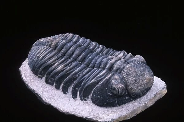 Fossil: Trilobite Size of this specimen: 140 mm long Devonian Morocco