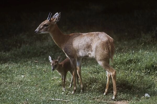 Four-horned Antelope  /  Chousingha - buck and young