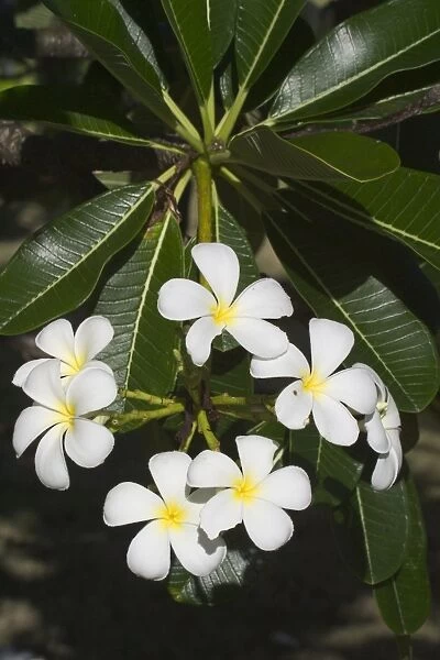 Frangipani - Native to tropical Central America but widely cultivated in temperate and tropical regions including Hawaii where it is used for leis, welcoming flower necklaces. On Cocos (Keeling) Islands, Indian Ocean