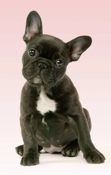 French Bulldog Puppy