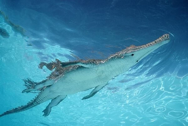 Freshwater  /  Johnston Crocodile Australia