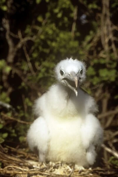Frigate Bird - Galapagos