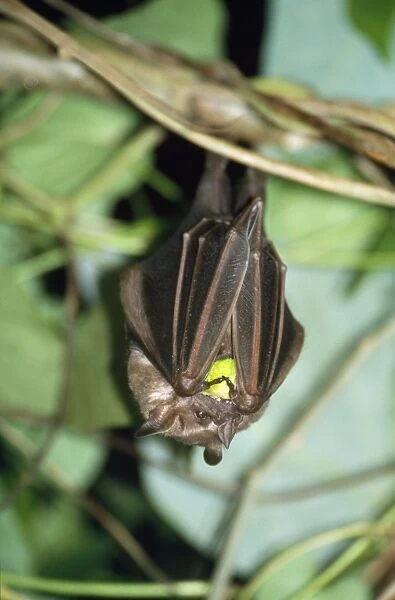 Fruit Bat - eating fruit Orosi Valley, Tapanti National Park, Costa Rica
