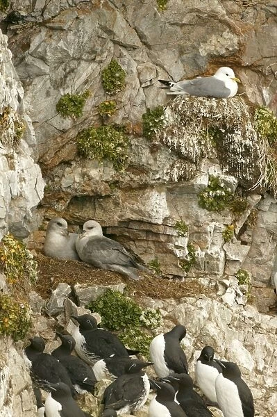 Fulmar - pair nesting with Kittiwake on nest and bridled Guillemots in foreground - June - Bear Island - North Norway