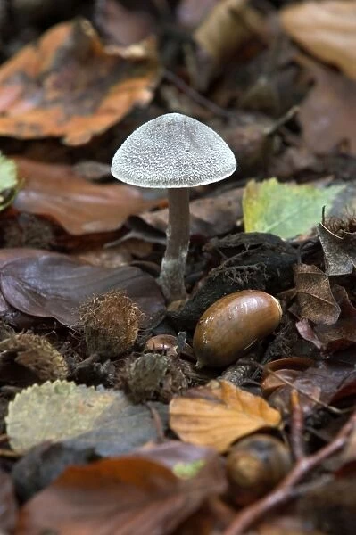 Fungi Entoloma strigosissimum October Knapp Wood Nature Reserve E. Sussex, UK