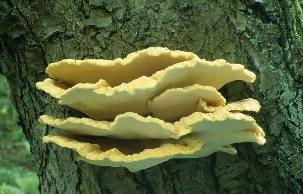Fungi Sulphur Polypore  /  Chicken of the Woods UK