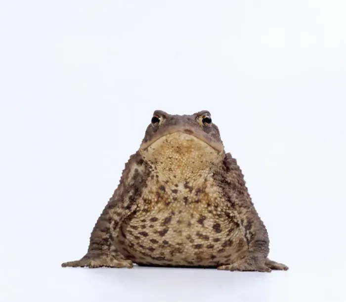Framed Print : Common Toad Print - Bufo bufo Framed Print : Common Toad Print - Bufo bufo