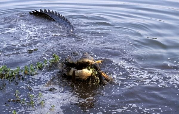 FWO00233. AUS-796. Estuarine  /  Saltwater  /  Indo-Pacific Crocodile - feeding