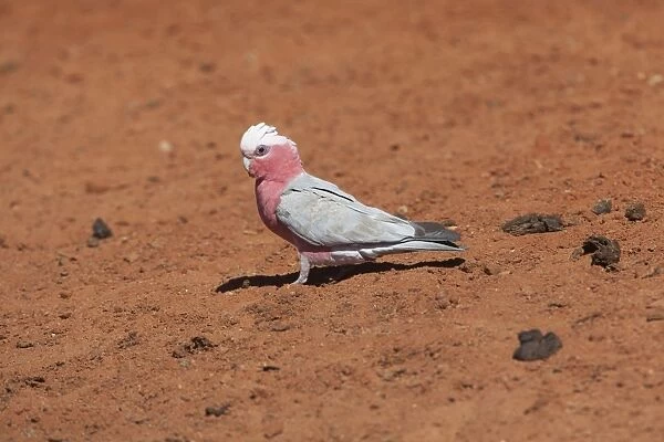 Galah Coming to drink at a stock watering point 60km from Aputula Aboriginal Community, Finke, Northern Territory, Australia