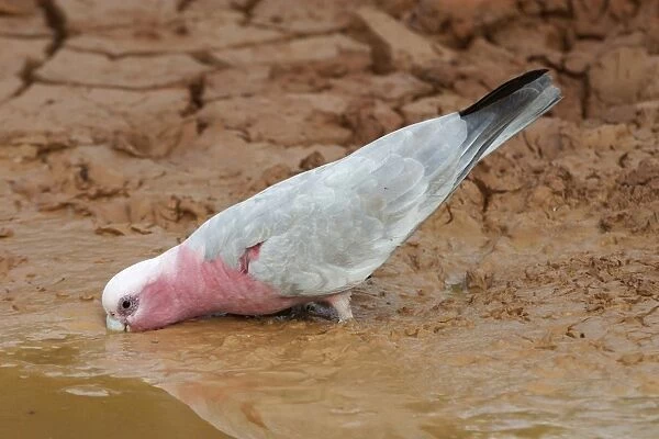 Galah - Drinking at drying pool - Being a seed eater is disliked by grain farmers. Abundant. Often in large flocks Near Lajamanu an aboriginal settlement on the northern edge of the Tanami Desert. Northern Territory, Australia