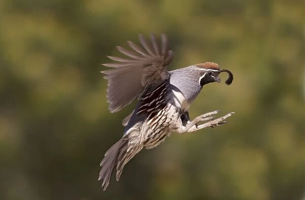 Gambel's Quail - adult male in flight - March - Southeast Arizona - March - USA