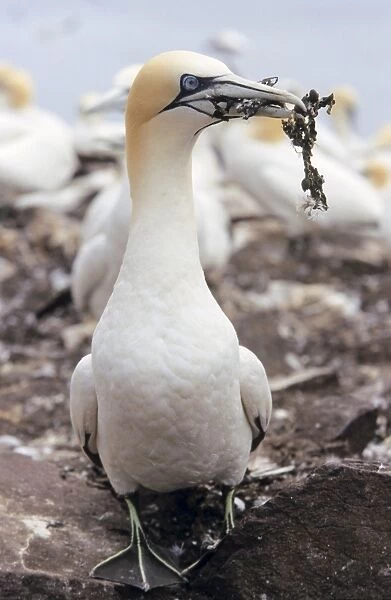 Gannet - Adult with nest material