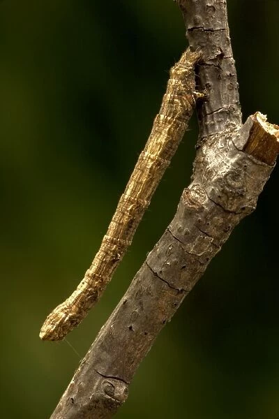 Geometrid Moth Larva  /  Inchworm  /  Cankerworm-looper  /  Measuring Worm - on twig - Oregon - USA