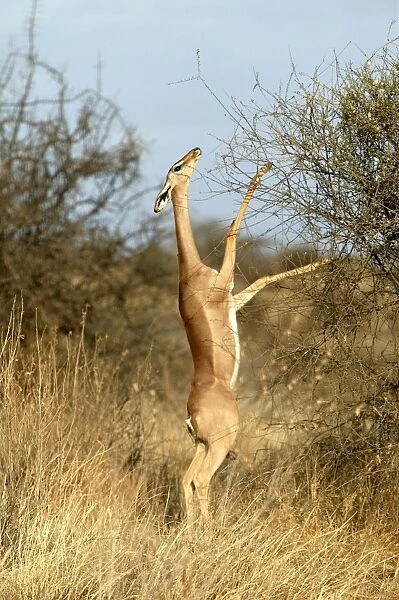 Gerenuk - standing on hind legs to reach branches to eat. Samburu National Park - Kenya - Africa