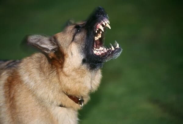 German Shepherd Dog - Aggressive, snarling showing teeth