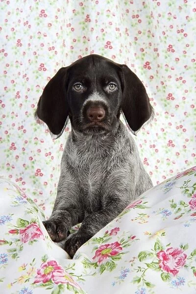 German Wire-Haired PointerDog - puppy (8 weeks old)